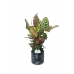 Siyah Seramik Saksıda Kalatya Dua Çiçeği Calathea Makoyana (60-70 cm)