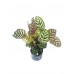 Siyah Seramik Saksıda Kalatya Dua Çiçeği Calathea Makoyana (60-70 cm)