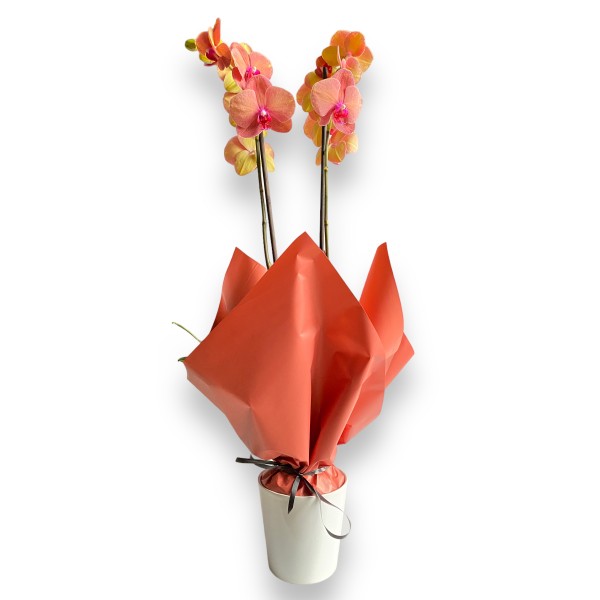 Orkide Phalaenopsis Coral - Beyaz Seramik Saksılı - Gift No:1