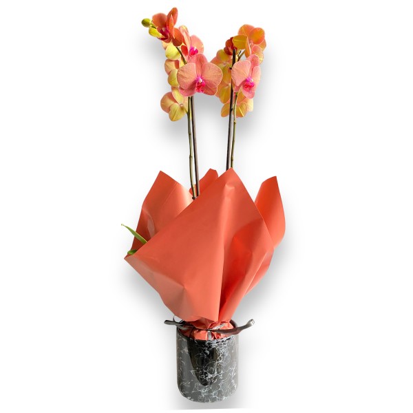 Orkide Phalaenopsis Coral - Siyah Seramik Saksılı - Gift No:1
