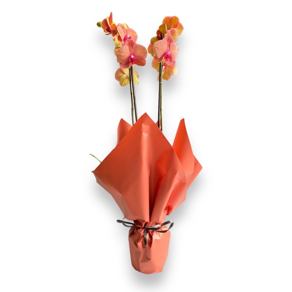 Orkide Phalaenopsis Coral - Gift No:1