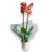 Orkide Phalaenopsis Coral - Beyaz Seramik Saksılı - Gift No:2
