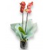 Orkide Phalaenopsis Coral - Siyah Seramik Saksılı - Gift No:2