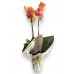 Orkide Phalaenopsis Coral - Gift No:3