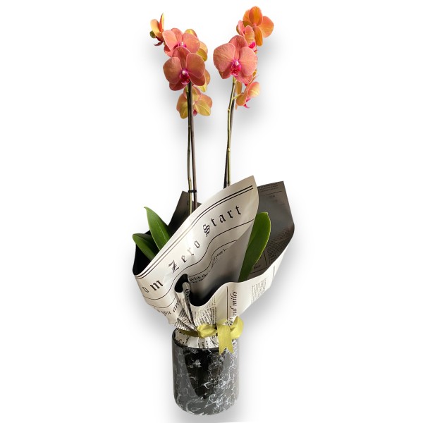 Orkide Phalaenopsis Coral - Siyah Seramik Saksılı - Gift No:3