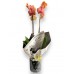 Orkide Phalaenopsis Coral - Siyah Seramik Saksılı - Gift No:3