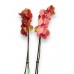 Orkide Phalaenopsis Coral - Gift No:2