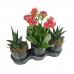 3'lü Dekoratif Siyah Saksıda Kırmızı Kalanchoe & Haworthia