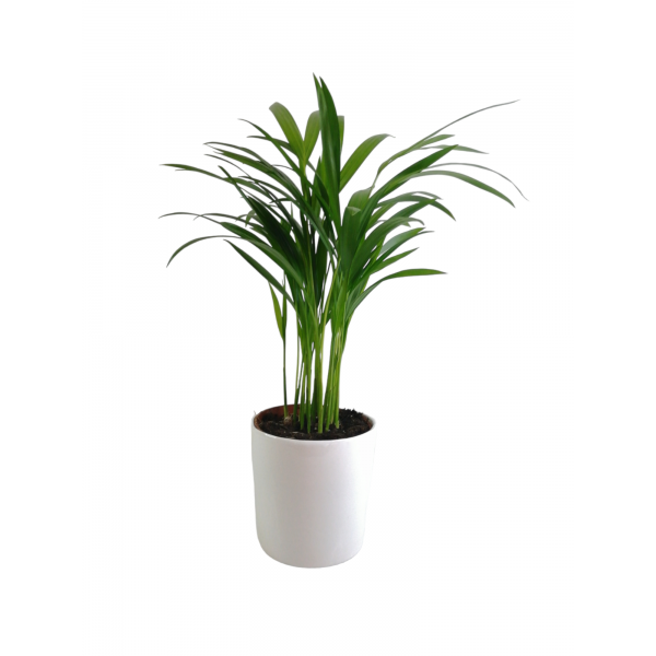 Areka Palmiyesi Midi Beyaz Seramik Saksılı Areca Palm