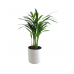Areka Palmiyesi Midi Beyaz Seramik Saksılı Areca Palm