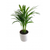 Areka Palmiyesi Midi Beyaz Seramik Saksılı Areca Palm