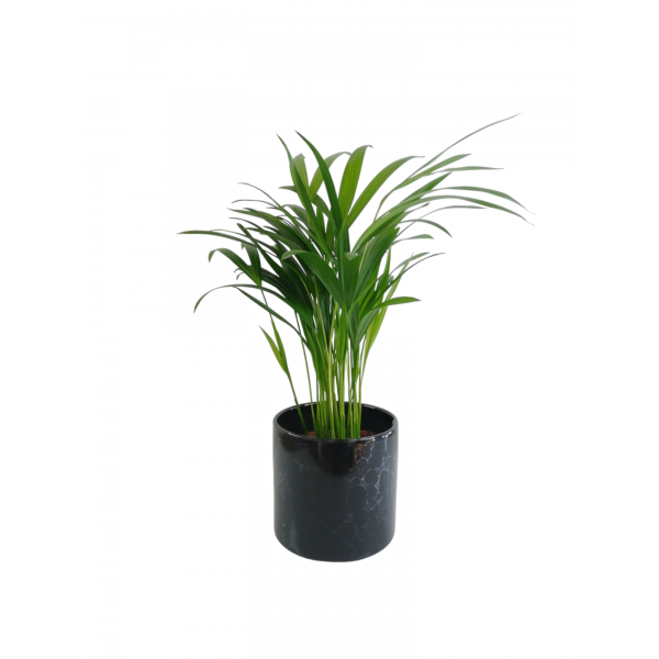 Areka Palmiyesi Midi Siyah Seramik Saksılı Areca Palm