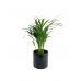 Areka Palmiyesi Midi Siyah Seramik Saksılı Areca Palm