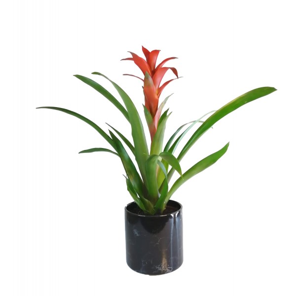 Guzmanya Kırmızı 40-50cm Siyah Seramik Saksılı