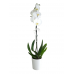 Tek Dal Beyaz Orkide Beyaz Seramik Saksılı 'Orchid Phalaenopsis'