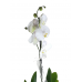Tek Dal Beyaz Orkide Beyaz Seramik Saksılı 'Orchid Phalaenopsis'