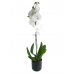 Tek Dal Beyaz Orkide Siyah Seramik Saksılı 'Orchid Phalaenopsis'