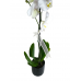 Tek Dal Beyaz Orkide Siyah Seramik Saksılı 'Orchid Phalaenopsis'