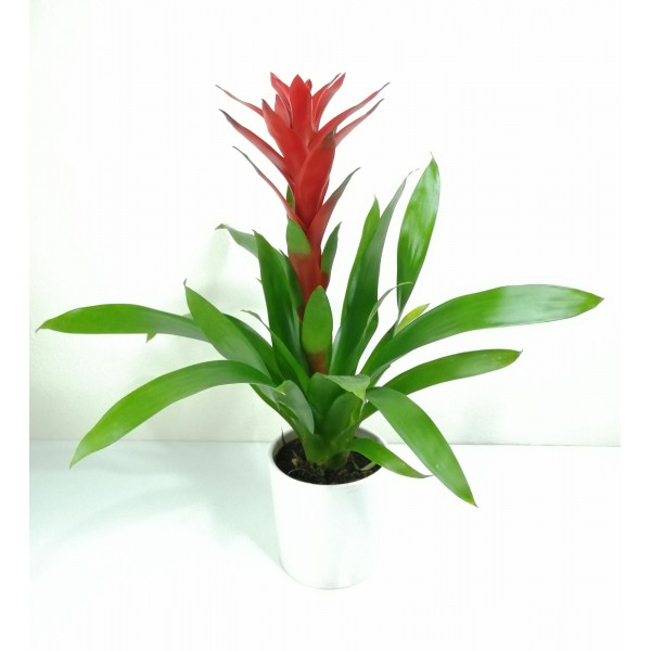 Guzmanya Kırmızı 40-50cm Seramik Saksılı