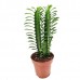 Trigona Euphorbia 30-40cm "Afrika Süt Ağacı"