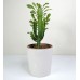 Trigona Euphorbia "Afrika Süt Ağacı" Beyaz Seramik Saksılı